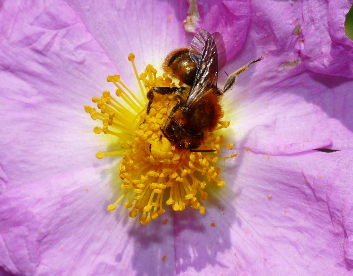 Osmia ferruginea? Piuttosto Osmia rufohirta